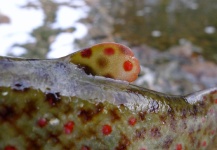 Brett Macalady 's Fly-fishing Photo of a Brown trout – Fly dreamers 