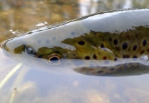 Brett Macalady 's Fly-fishing Photo of a Brown trout – Fly dreamers 