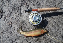 Christopher Bancroft 's Fly-fishing Picture of a Golden Trout – Fly dreamers 