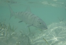 Peter Kaal 's Fly-fishing Picture of a Bonefish – Fly dreamers 