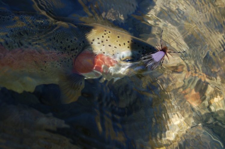 Thompson River Rainbow Trout taken on a California Blond grasshopper pattern