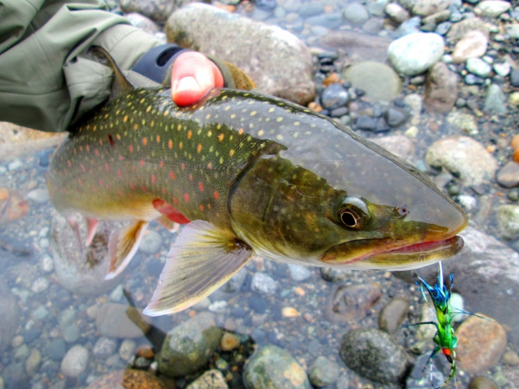 Skykomish Dolly 11/6/13