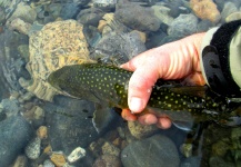  Fotografía de Pesca con Mosca de Dolly Varden compartida por Jay Perry – Fly dreamers