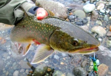 Jay Perry 's Fly-fishing Pic of a Dolly Varden – Fly dreamers 