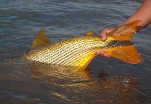 Patrick Brown 's Fly-fishing Photo of a Dorados – Fly dreamers 