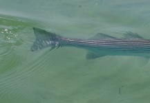 Rudy Babikian 's Fly-fishing Photo of a Striped Bass – Fly dreamers 