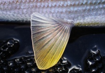 Copolovici Calin 's Fly-fishing Pic of a Grayling – Fly dreamers 