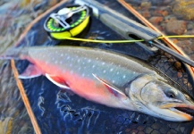 Fly-fishing Image of Arctic Char shared by Arctic Silver – Fly dreamers