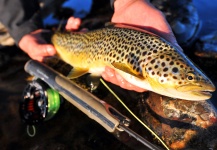 Fly-fishing Image of Brown trout shared by Arctic Silver – Fly dreamers