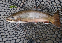 Fly-fishing Photo of Brook trout shared by Ty Ferguson – Fly dreamers 