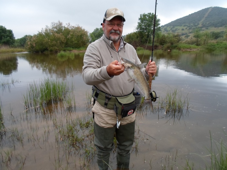 Pez gato pescado con una ninfa para barbos.