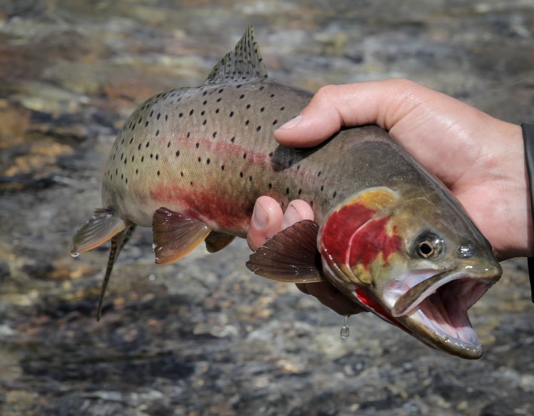 The river cutthroat were chasing streamers, hitting dry flies, and attaching nymphs. there are several stages of spawning trout. some have finished and stay to eat eggs, some are still fresh and finding a less populated section of water and some are in th