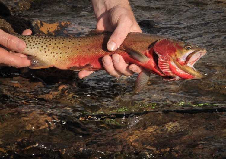 this was a west slope cutthroat feeding on egg nymphs. these fish only stop eating when they are in the act of spawning. their window to feed is so short. thats why people love this trout! it feeds veraciously.