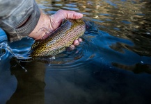  Foto de Pesca con Mosca de Trucha arcoiris por Drew Fuller – Fly dreamers 