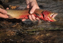  Imagen de Pesca con Mosca de Cutthroat compartida por Andrew Hardingham – Fly dreamers