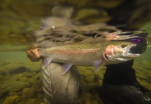  Imagen de Pesca con Mosca de Steelhead por Andrew Hardingham – Fly dreamers