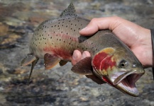 Andrew Hardingham 's Fly-fishing Catch of a Cutthroat – Fly dreamers 