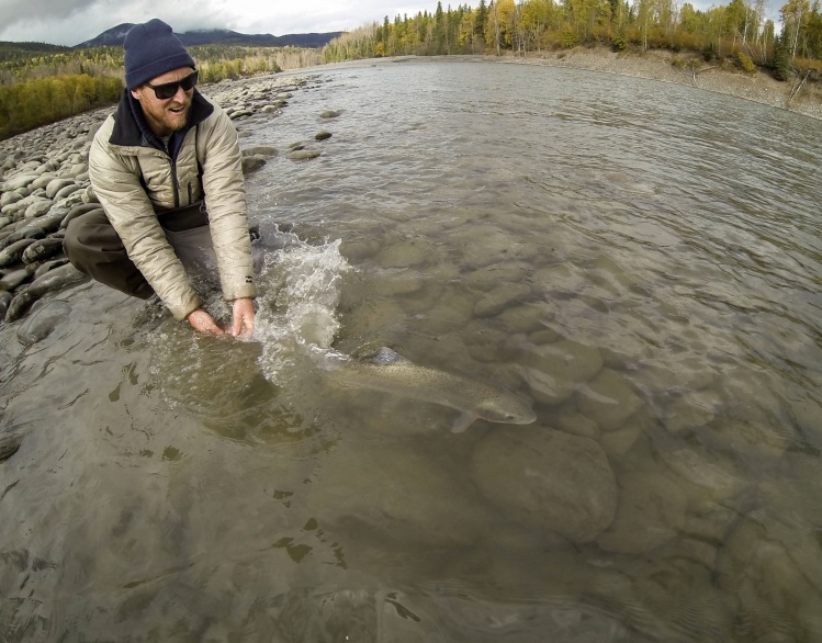 a few hard fighting Hens on the skeena this year. was happy to get some vicious fish this season.