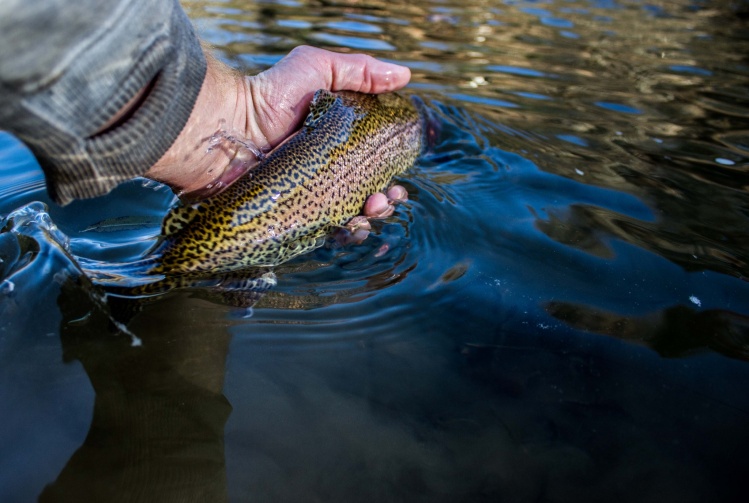 Big bow release.