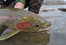 Fly-fishing Picture of Rainbow trout shared by Ty Ferguson – Fly dreamers