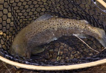 Ty Ferguson 's Fly-fishing Pic of a Brown trout – Fly dreamers 