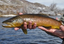 Ty Ferguson 's Fly-fishing Picture of a brown trout – Fly dreamers 