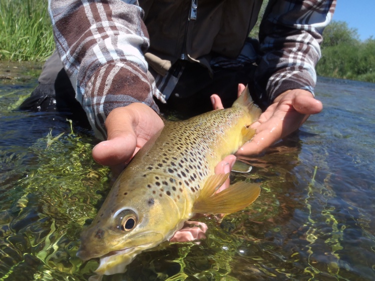 beautiful brown being released back into his home water