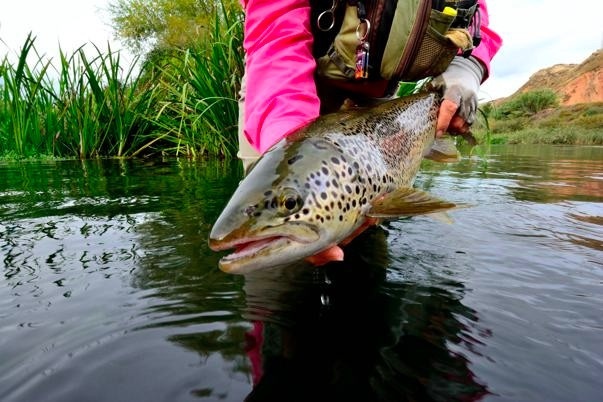 A handsome brown from the Pyrenees, Spain.