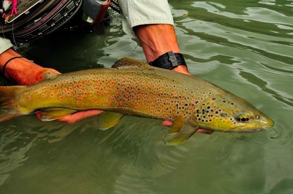 Brown trout from the Spanish Pyrenees.