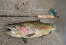  Foto de Pesca con Mosca de Trucha arcoiris compartida por Teotimo Becu – Fly dreamers