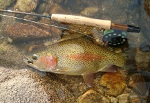  Fotografía de Pesca con Mosca de Trucha arcoiris compartida por Teotimo Becu – Fly dreamers