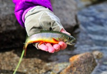  Fotografía de Pesca con Mosca de Trucha de arroyo o fontinalis por Cathy Beck – Fly dreamers 