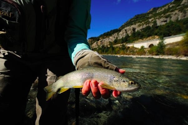 Tiger trout from the Pyrenees, Spain.