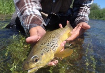 Brendon Elerick 's Fly-fishing Catch of a Brown trout – Fly dreamers 