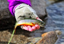 Cathy Beck 's Fly-fishing Photo of a Brook trout – Fly dreamers 