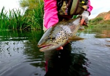 Cathy Beck 's Fly-fishing Photo of a Brown trout – Fly dreamers 