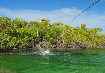 Cool Fly-fishing Situation Picture by Marcos San Miguel 