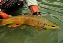 Fly-fishing Image of Brown trout shared by Cathy Beck – Fly dreamers