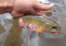 Fly-fishing Image of Cutthroat shared by Brendon Elerick – Fly dreamers