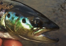 Fly-fishing Pic of Landlocked Salmon shared by John Kelly – Fly dreamers 
