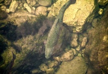 Fly-fishing Pic of Rainbow trout shared by Alexander Lexén – Fly dreamers 