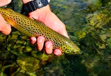 Fly-fishing Picture of Brown trout shared by Cathy Beck – Fly dreamers