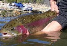 Fly-fishing Picture of Rainbow trout shared by Brett Macalady – Fly dreamers