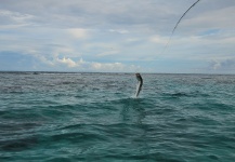 Tarpon Fly-fishing Situation – Marcos San Miguel shared this Great Image in Fly dreamers 