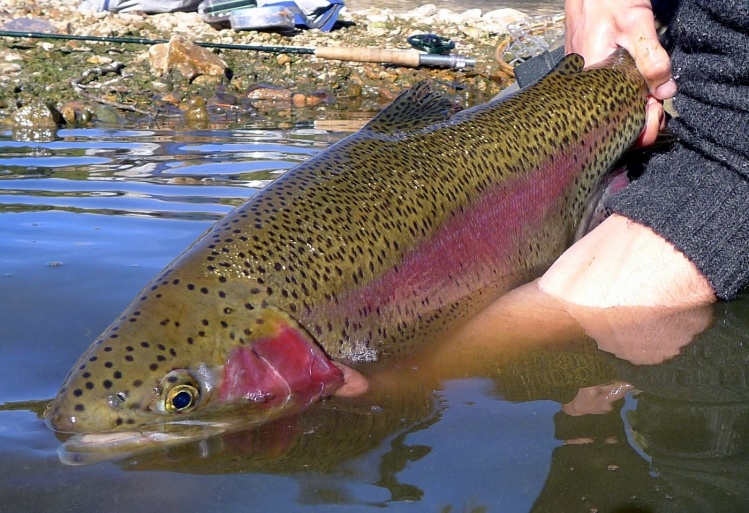 Sub Surface Bow