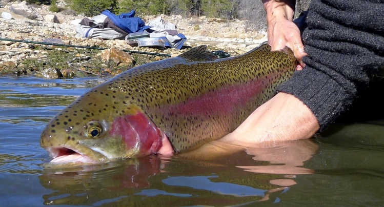 Sub Surface Bow