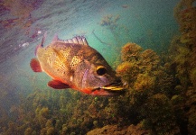  Captura de Pesca con Mosca de Tucunare - Pavón por Brent Wilson – Fly dreamers