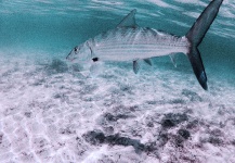  Fotografía de Pesca con Mosca de Bonefish por Brent Wilson – Fly dreamers 