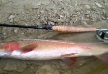 Brett Macalady 's Fly-fishing Image of a Rainbow trout – Fly dreamers 