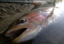 Brett Macalady 's Fly-fishing Picture of a Rainbow trout – Fly dreamers 